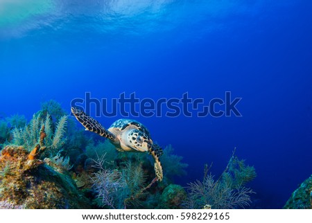 This Hawksbill turtle is happy to be alive and enjoying swimming over the tropical Caribbean coral reef. The warm deep blue ocean is the perfect habitat for this relaxed little creature.