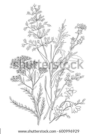 Hand Drawn Herbal Flowers Isolated On Stock Vector 258526694 - Shutterstock