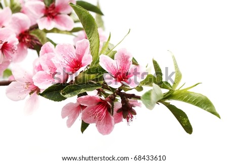 Spring blossom isolated on white
