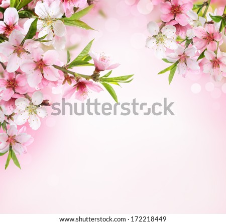Peach flower blossom on pink background