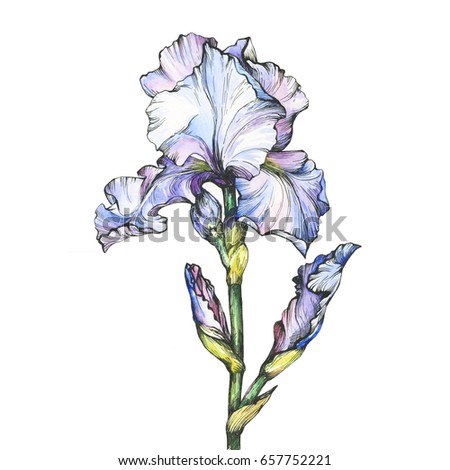 Iris Background Imágenes pagas y sin cargo, y vectores en stock