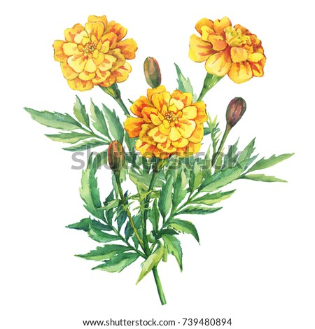 Bouquet Flowers Tagetes Patula French Marigold Stock Illustration ...