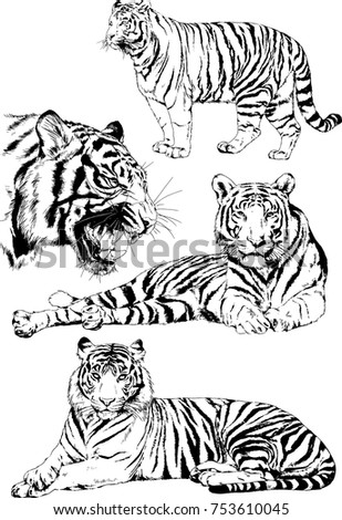 Tiger Drawn Ink Hands Predator Tattoo Stock Vector 708346276 - Shutterstock