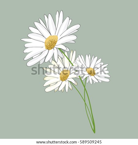 Three daisies. Vector illustration on light green background