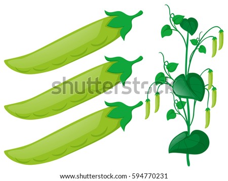 Download Pea Plant Stock Images, Royalty-Free Images & Vectors ...