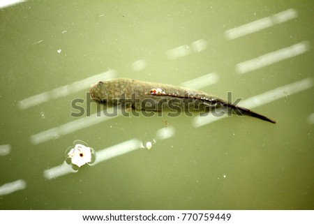 Snakehead Fish Stock Images, Royalty-Free Images & Vectors ...