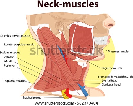 Vector Illustration Neck Muscles Anatomy Stock Vector 562370404