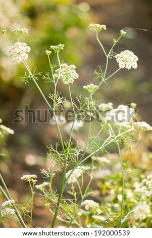 cumin plant stock images royalty free images vectors cumin plant inspired room cumin plant stock images royalty free images vectors cumin plant stock images royalty free images vectors cumin plant inspired room cumin plant stock images royalty free images vectors