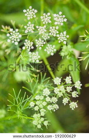 cumin plant stock images royalty free images vectors cumin plant inspired room cumin plant stock images royalty free images vectors cumin plant stock images royalty free images vectors cumin plant inspired room cumin plant stock images royalty free images vectors
