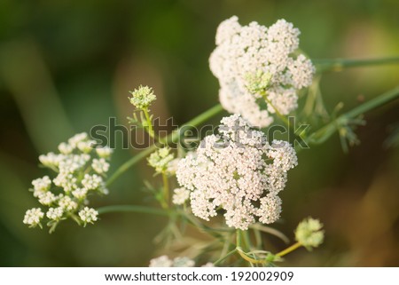 cumin plant stock images royalty free images vectors cumin plant inspired room cumin plant stock images royalty free images vectors cumin plant stock images royalty free images vectors cumin plant inspired room cumin plant stock images royalty free images vectors