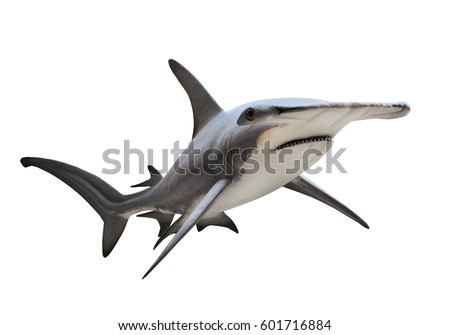 Great Hammerhead Shark Sphyrna Mokarran Dangerous Stock ...