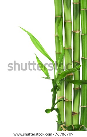 Jungle Frame Stock Photos, Images, & Pictures | Shutterstock