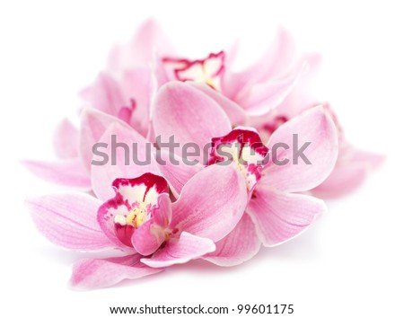 pink orchid flowers isolated