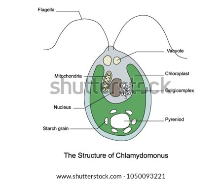 Structure Chlamydomonas Stock Vector 1050093221 - Shutterstock diagram of clamydomonas 