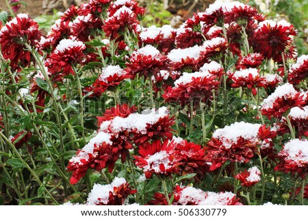 Showy Fragrant Callistemon Red Bottle Brush Stock