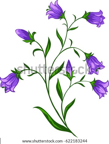 Vector Illustration Bellflower Stock Vector 622183244 - Shutterstock