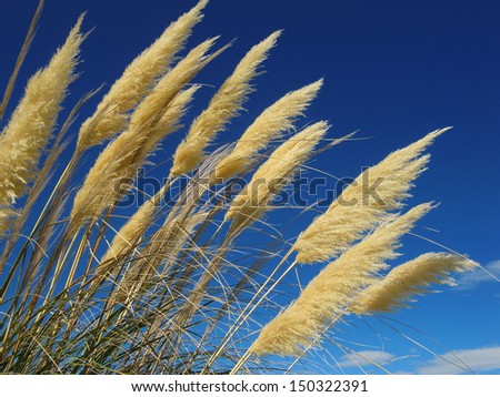 Toi Toi Stock Images, Royalty-Free Images & Vectors | Shutterstock