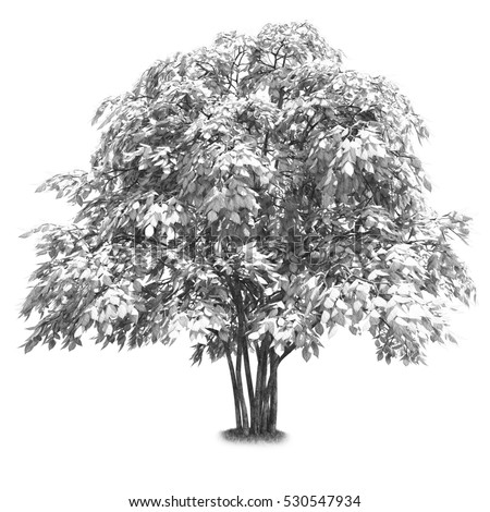 Black and white tree isolated 3d illustration high quality Black and white tree isolated 3d illustration high quality