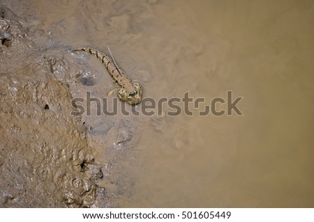 A mud-skipper outside of the water crawl in the mud in south Vietnam