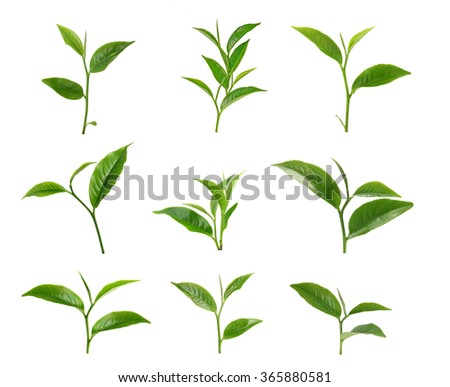 Green Tea Leaf Isolated On White Background Green Tea Leaf Isolated On White Background