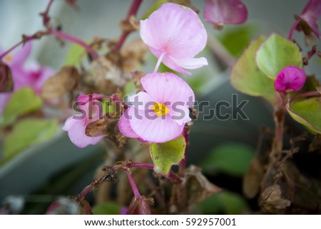 Pink Begonia, 'Prelude Pink'
