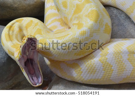 Anaconda Stock Images, Royalty-Free Images & Vectors | Shutterstock