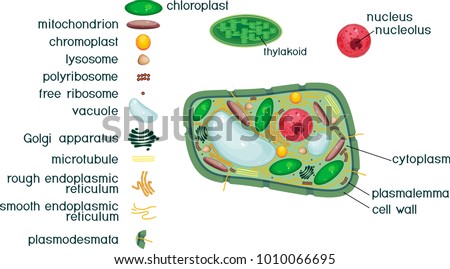 Chromoplast Stock Images, Royalty-Free Images & Vectors | Shutterstock