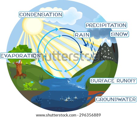 Diagram Of Water Cycle Images Images - How To Guide And 