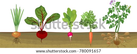 Different Root Vegetables Growing On Vegetable Stock Vector 780091657 ...