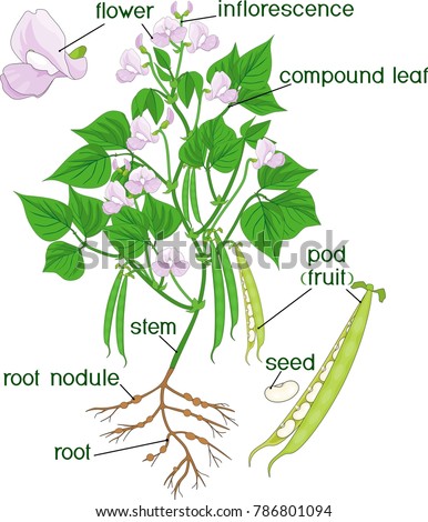 Parts Plant Morphology Bean Plant Root Stock Vector 786801094 ...