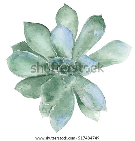 Watercolor Succulents Stock Images, Royalty-Free Images & Vectors ...