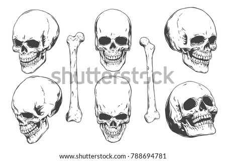 Hand Drawn Realistic Human Skulls Bones Stock Vector 788694781 ...