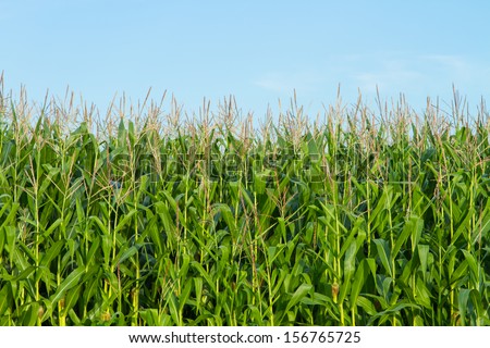 Cornstalks and tassels in a cornfield with background of blue sky ...