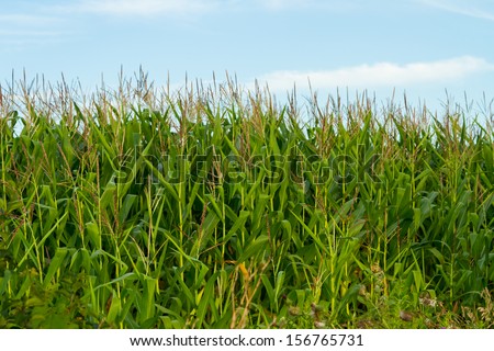 Cornstalks and tassels in a cornfield with background of blue sky ...