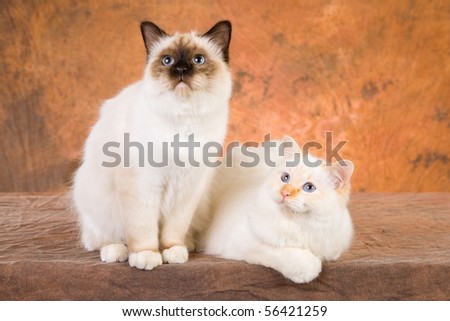  Birman  Cat  Stock Images Royalty Free Images Vectors 