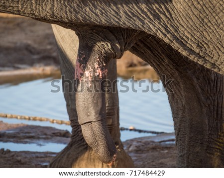 Large Erect Penis African Elephant Waterhole Stock Photo 717484429 ...