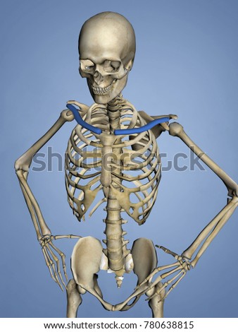 Clavicle Stock Images, Royalty-Free Images & Vectors | Shutterstock