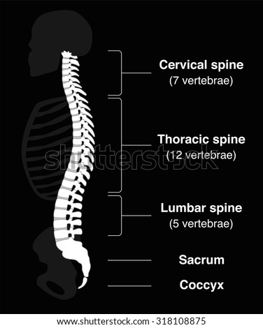 Human backbone with names of the spine sections and numbers of the vertebras. Isolated vector illustration on black background.