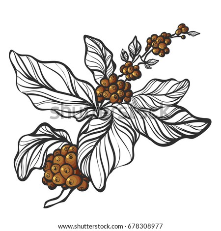Branch Of Coffee Tree With Leaves And Natural Beans Botanical Contour Drawing Illustration Branch Of Coffee Tree With Leaves And Natural Beans Botanical Contour Drawing Illustration
