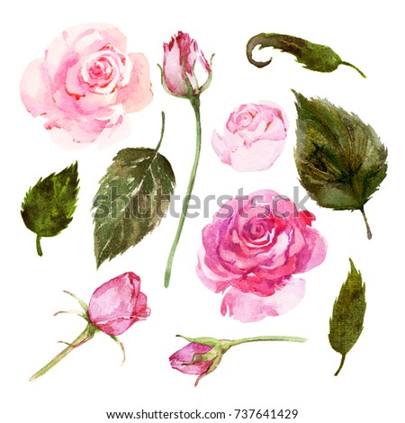 Watercolor Vector Ranunculus Flowers Stock Vector 171363545 - Shutterstock