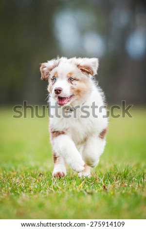 running with australian shepherd puppy puppy outside stock images royalty free images u0026 vectors running with australian shepherd puppy puppy outside stock images royalty free images u0026 vectors