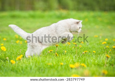 Image result for a white cat in green field