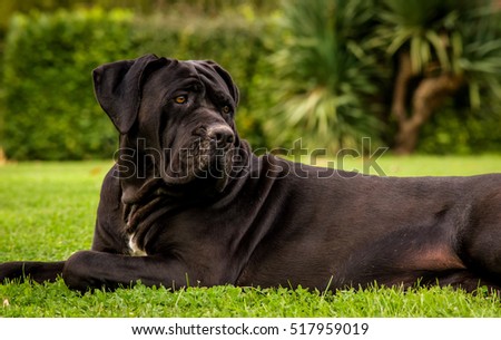 Italian-mastiff Stock Photos, Royalty-Free Images & Vectors - Shutterstock