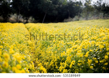Yellow daisy flowers in Hung Yen, Vietnam