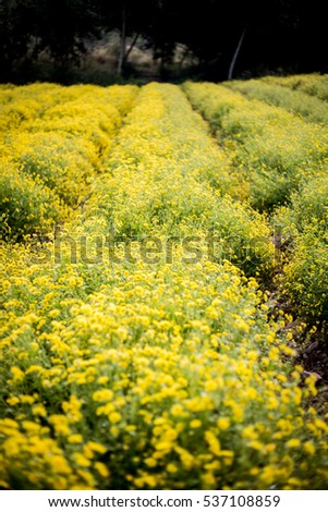 Yellow daisy flowers in Hung Yen, Vietnam