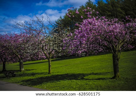 Eastern Redbud Tree Full Bloom Sprinkling Stock Photo 