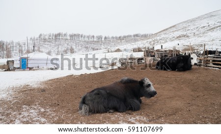 Yak Stock Images, Royalty-Free Images & Vectors | Shutterstock