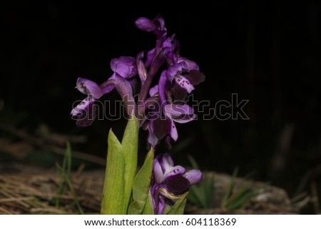  HOA GIEO TỨ TUYỆT - Page 64 Stock-photo-orchid-s-flowers-nacamptis-morio-subsp-longicornu-anacamptis-longicornu-604118369