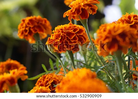 Flower blossom at Dong Thap province, Vietnam.