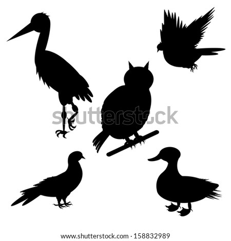 Ciconia Stock Vectors, Images & Vector Art | Shutterstock